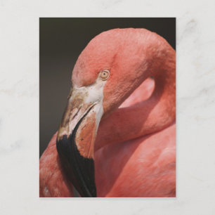 Carte Postale Flamant rose chilien, Phoenicopterus chilensis