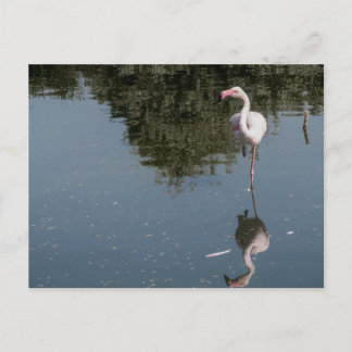 Carte Postale flamant rose dans l'eau