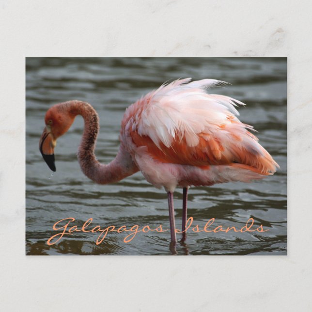 Carte Postale Flamant rose des îles Galapagos (Devant)