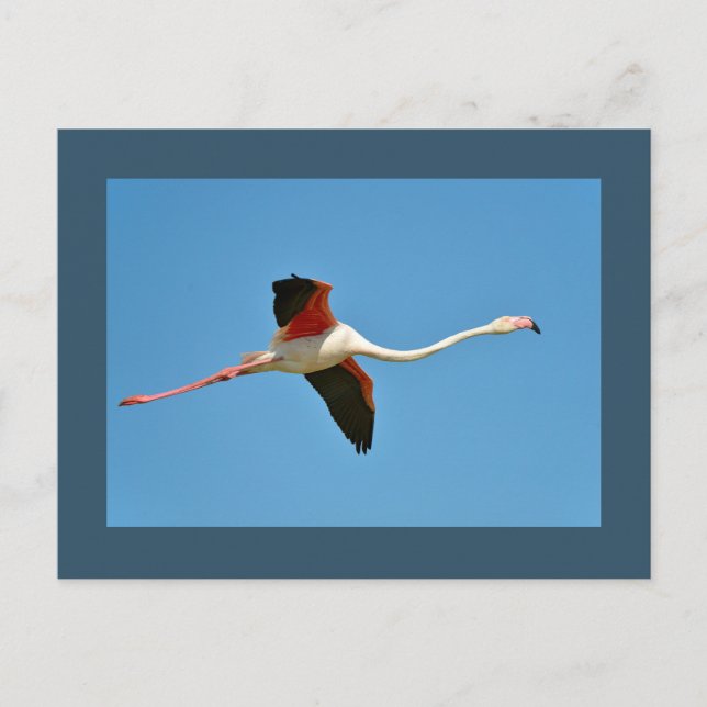 Carte Postale Flamant rose en vol (Devant)