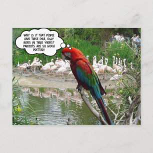 Carte Postale Flamant rose Envy