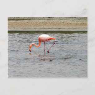 Carte Postale Flamant rose, Isla Seymour, Galapagos