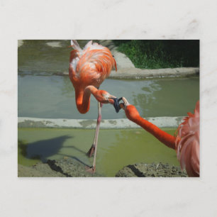 Carte Postale Flamant rose Kiss
