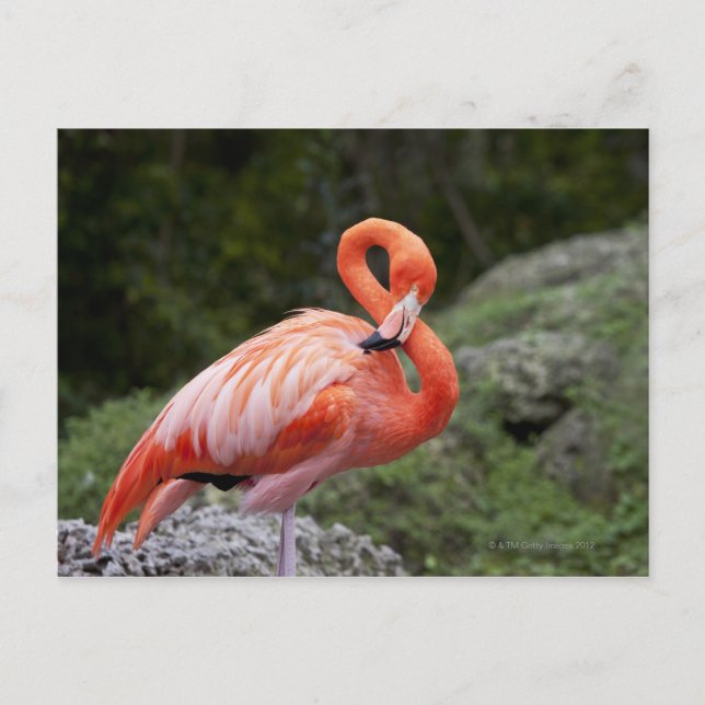 Carte Postale Flamant rose rose (Devant)