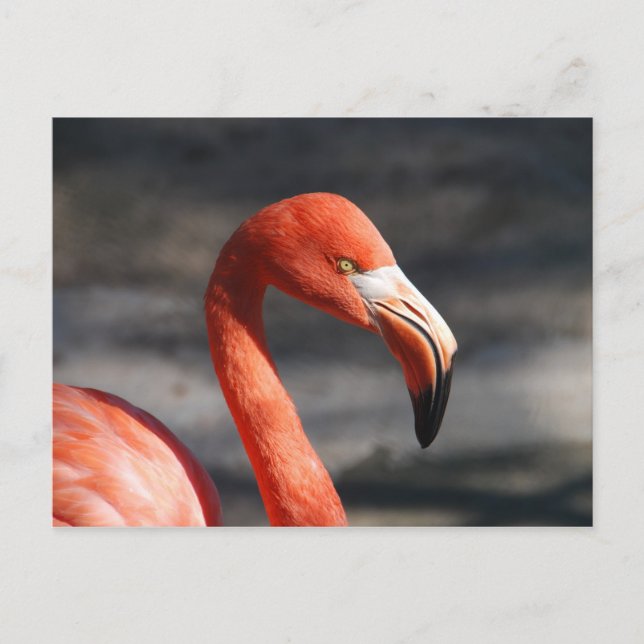 Carte Postale Flamant rose rose (Devant)