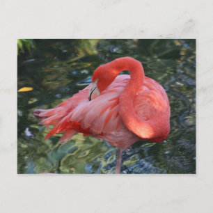 Carte postale Flamant rose rose
