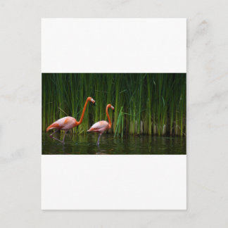 CARTE POSTALE FLAMANT ROSE ROSE