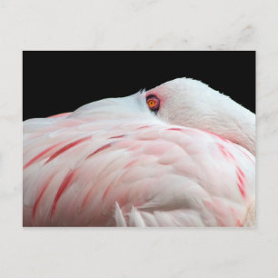 Carte postale Flamant rose rose