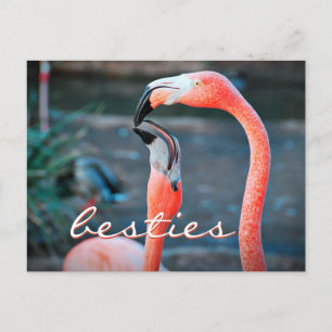 Carte Postale Flamant rose rose Amis Besoins photo Script élégan
