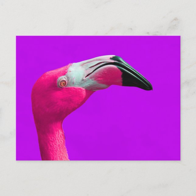 Carte postale Flamant rose rose, Arrière - plan vi (Devant)