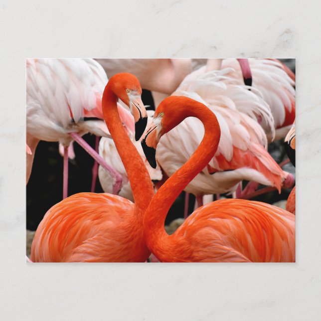 Carte Postale Flamant rose rose Flock Love Heart Valentine Bird (Devant)