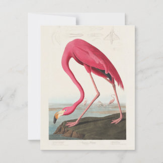 Carte Postale Flamant rose rose par John Audubon