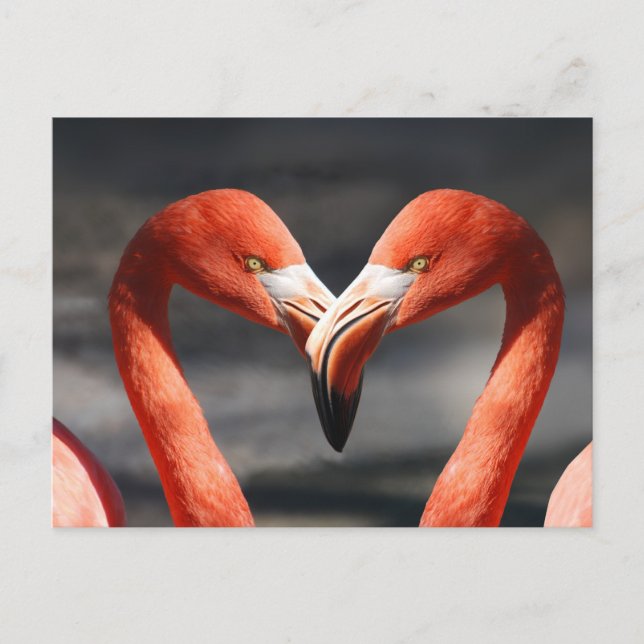 Carte Postale Flamant rose Valentine (Devant)
