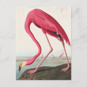 Carte Postale Flamant rose vintage