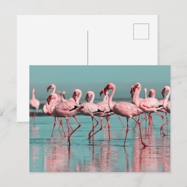 Carte Postale Flamants africains sauvages (Devant / Derrière)