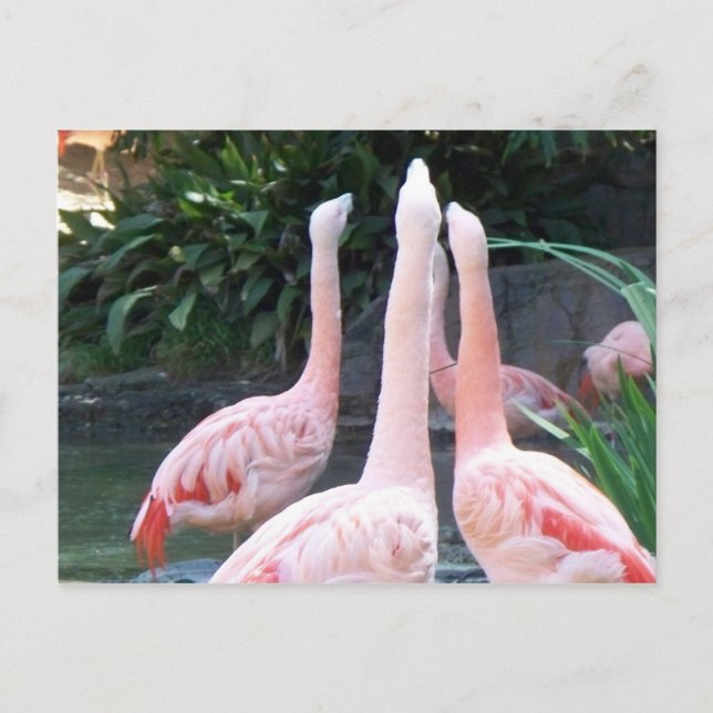 Carte Postale Flamants chanteurs (Devant)