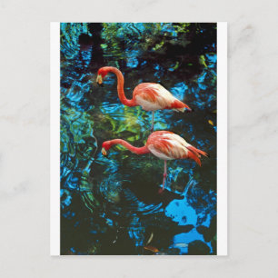 Carte Postale Flamants FL