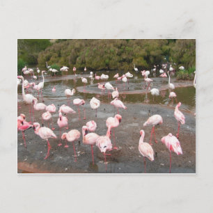 carte postale Flamants roses