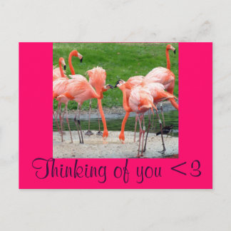 Carte Postale Flamants roses