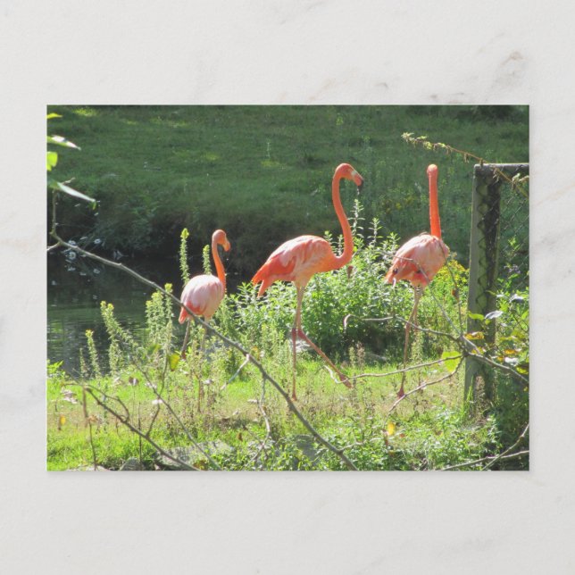 Carte Postale Flamants roses (Devant)