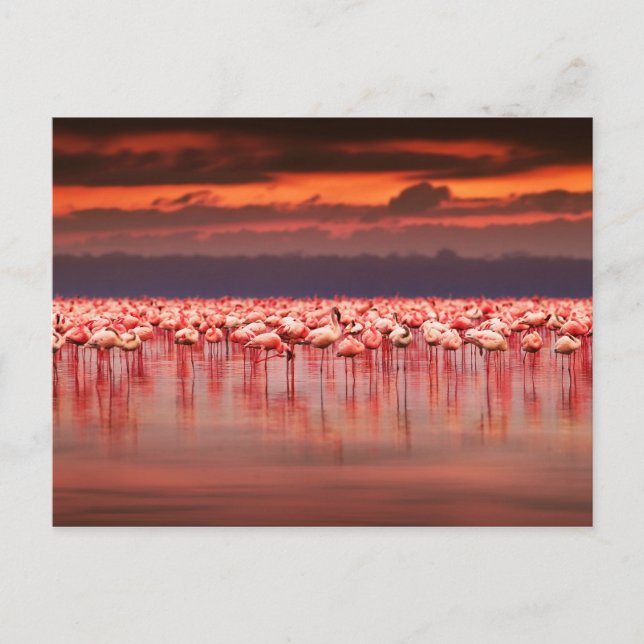 Carte Postale Flamants roses à Sunset (Devant)