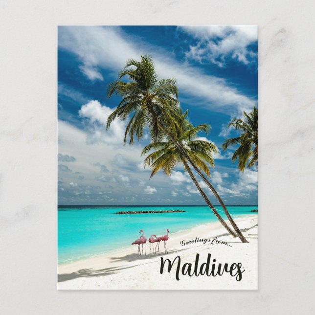 Carte Postale Flamants roses aux Maldives (Devant)
