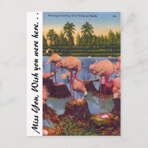 Carte Postale Flamants roses en Floride