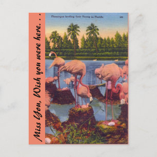 Carte Postale Flamants roses en Floride