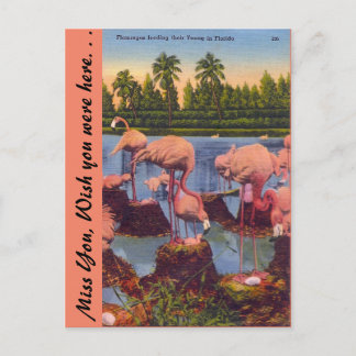 Carte Postale Flamants roses en Floride
