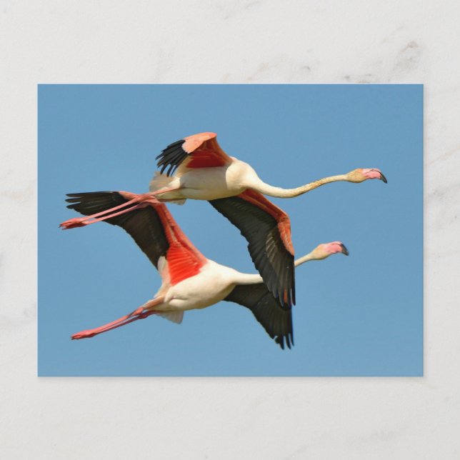 Carte Postale Flamants roses en vol (Devant)