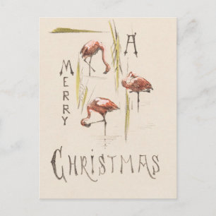 Carte Postale Flamants roses rétro de Floride vintage 1800s vaca