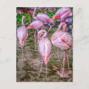Carte Postale Flamants roses roses