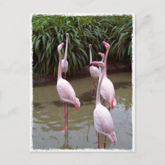 Carte Postale Flamants roses roses