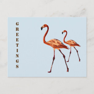 Carte postale Flamants roses roses