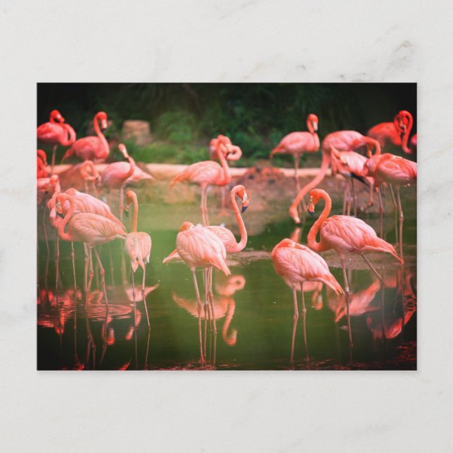 Carte Postale Flamants roses roses (Devant)