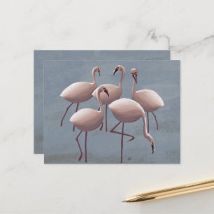 Carte Postale Flamants roses roses du Serengeti   Safari Wildlif