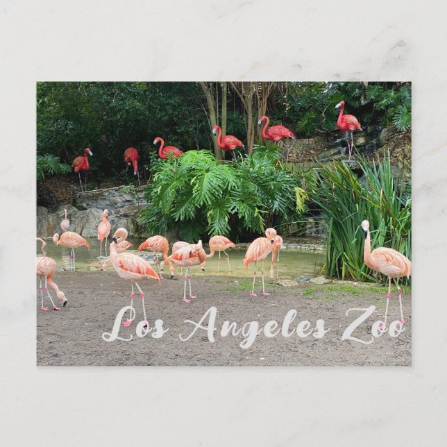 Carte Postale Flamants roses rouges et Flamants roses roses au z (Devant)
