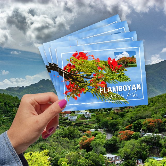 Carte Postale Flamboyán Tree de Porto Rico (Créateur téléchargé)