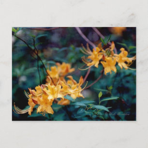 Carte postale Flame Azalea