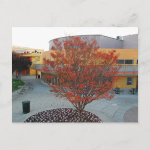 Carte Postale FlameTree Yerba Buena