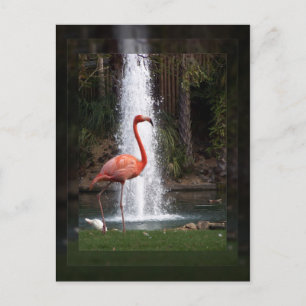 Carte Postale Flamingo