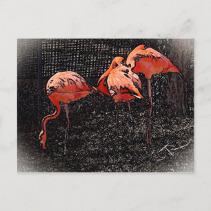 Carte Postale Flamingo