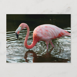 Carte Postale Flamingo 2