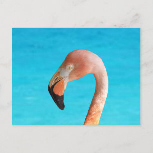 Carte Postale Flamingo rose face à l'eau bleue sur
