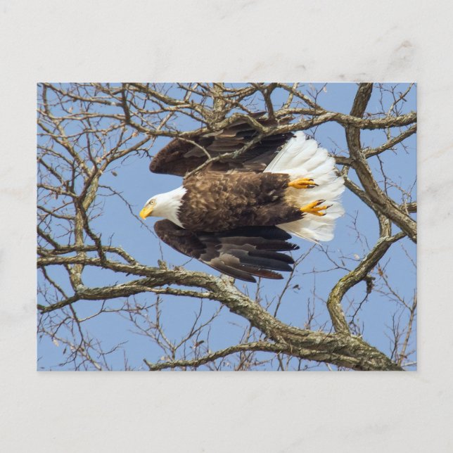 Carte Postale Flash Bald Eagle (Devant)