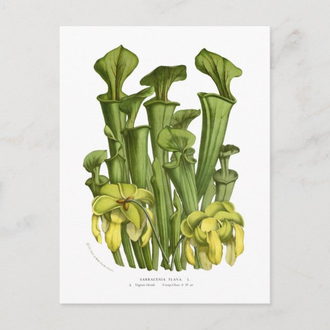 Carte Postale Flave de Sarracenia (Devant)