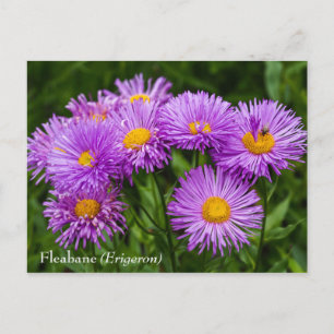 Carte postale Fleabane violet (Erigeron)