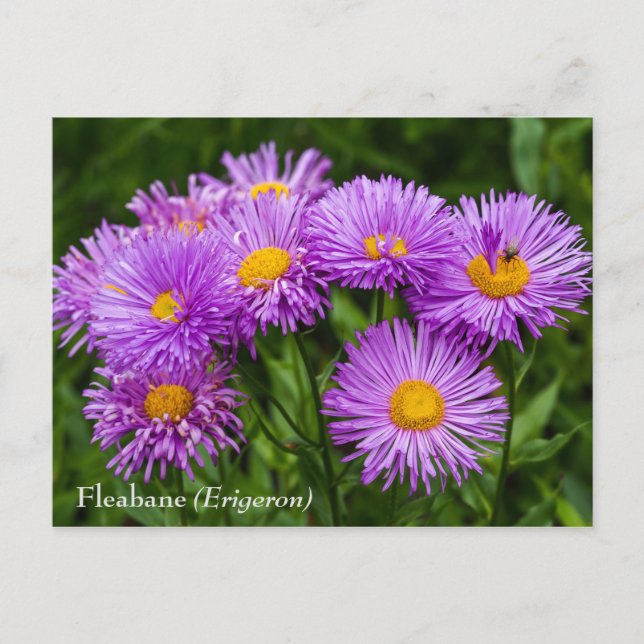 Carte postale Fleabane violet (Erigeron) (Devant)