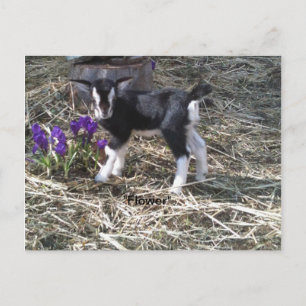 Carte postale Fleur