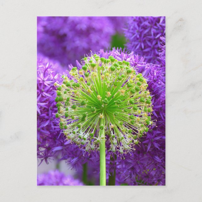 Carte Postale Fleur (Devant)